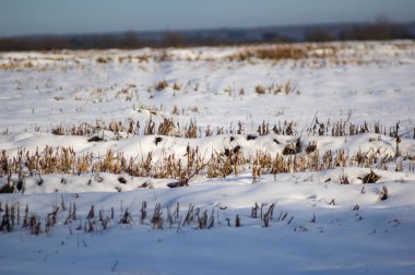 Bir kış günü karda hasat edilen tarla.