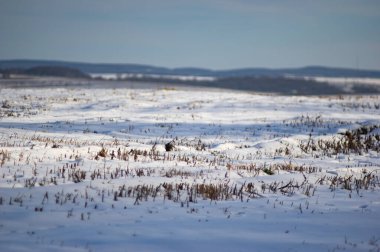Bir kış günü karda hasat edilen tarla.