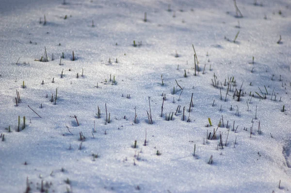 Зібране Поле Снігу Зимовий День — стокове фото