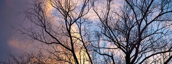 Silhuetas Uma Árvore Sem Folhas Fundo Belo Céu Inverno — Fotografia de Stock