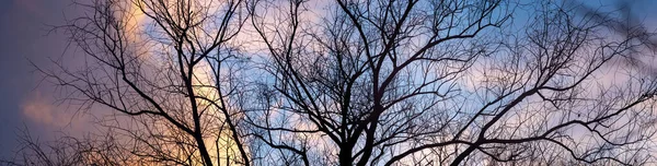 Siluety Stromu Bez Listí Pozadí Krásné Zimní Oblohy — Stock fotografie