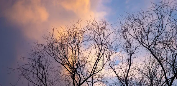 Silhuetas Uma Árvore Sem Folhas Fundo Belo Céu Inverno — Fotografia de Stock