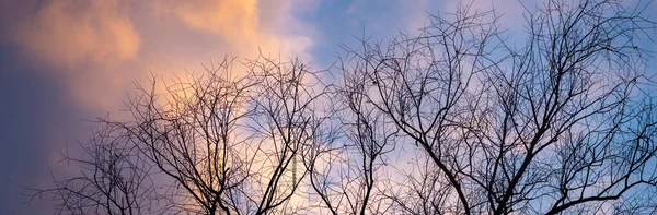 Silhuetas Uma Árvore Sem Folhas Fundo Belo Céu Inverno — Fotografia de Stock