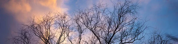 Silhouetten Eines Baumes Ohne Blätter Auf Dem Hintergrund Eines Schönen — Stockfoto