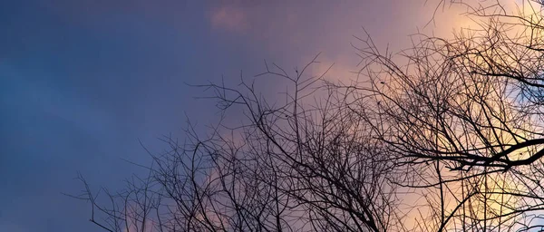 Силуэты Дерева Листьев Фоне Красивого Зимнего Неба — стоковое фото