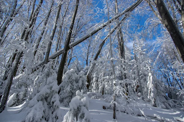 Деревья Покрытые Снегом Зимнем Лесу Карпатах — стоковое фото