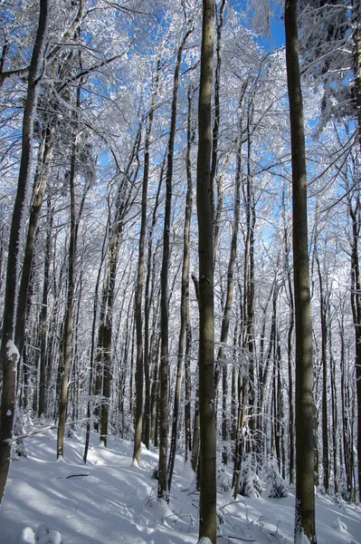 Trees Covered Snow Winter Forest Carpathians — Stock Photo, Image