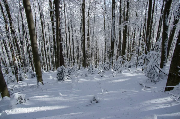 Árvores Cobertas Neve Uma Floresta Inverno Nos Cárpatos — Fotografia de Stock