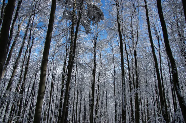 Hóval Borított Fák Kárpátok Téli Erdejében — Stock Fotó