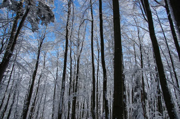 Árvores Cobertas Neve Uma Floresta Inverno Nos Cárpatos — Fotografia de Stock