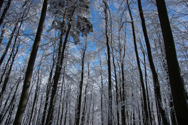 Árvores Cobertas Neve Uma Floresta Inverno Nos Cárpatos — Fotografia de Stock