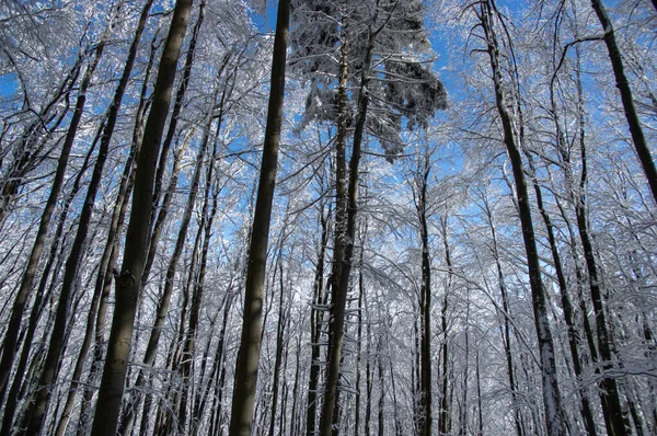 Árvores Cobertas Neve Uma Floresta Inverno Nos Cárpatos — Fotografia de Stock