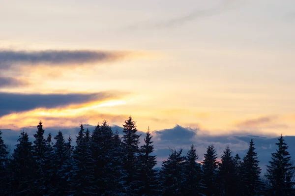 Silhuetter Träd Vintern Karpaterna Mot Bakgrund Moln Vid Solnedgången — Stockfoto