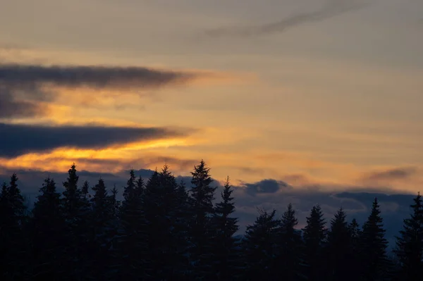 Baumsilhouetten Winter Den Karpaten Vor Dem Hintergrund Der Wolken Bei — Stockfoto