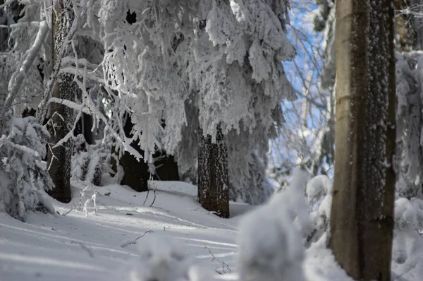 Puu Lumen Peitossa Kauniissa Talvimetsässä — kuvapankkivalokuva