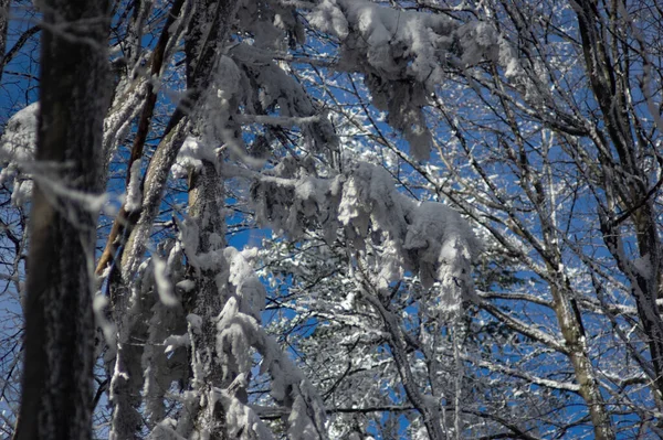 Egy Hófával Borított Egy Gyönyörű Téli Erdőben — Stock Fotó