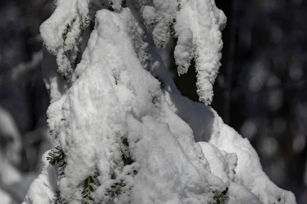 Ein Schneebedeckter Baum Einem Wunderschönen Winterwald — Stockfoto