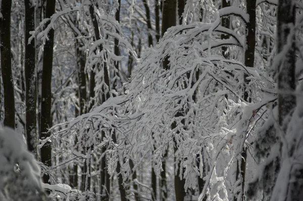 Дерево Покрытое Снегом Прекрасном Зимнем Лесу — стоковое фото