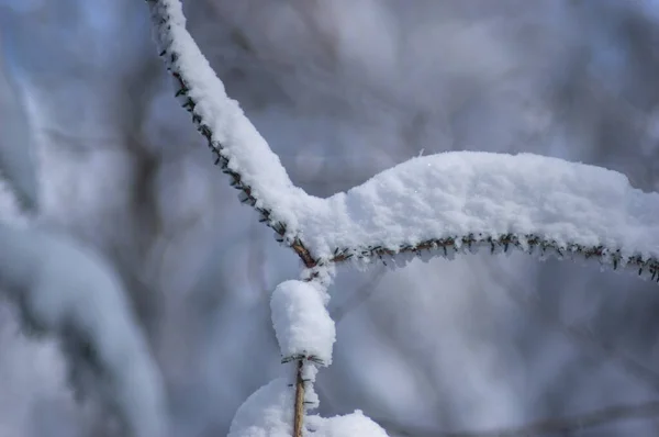 Дерево Покрытое Снегом Прекрасном Зимнем Лесу — стоковое фото