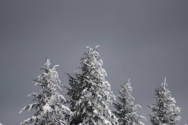 Kış ormanında karla kaplı çam ağaçlarının manzarası