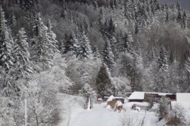 Kış ormanında karla kaplı çam ağaçlarının manzarası