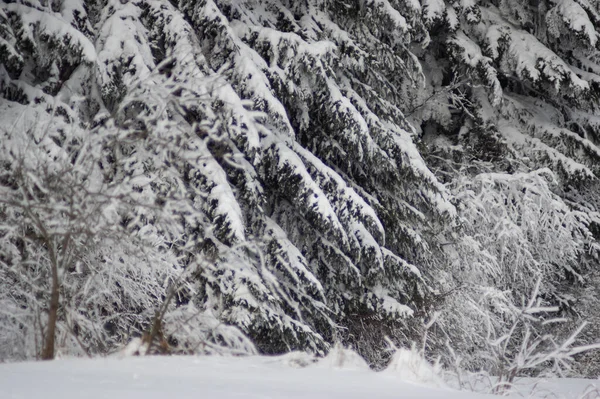 Живописный Вид Сосны Покрытые Снегом Зимнем Лесу — стоковое фото