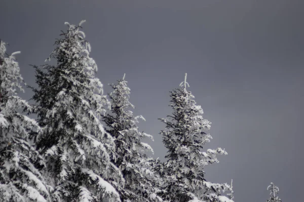 Vista Panorámica Pinos Cubiertos Nieve Bosque Invernal —  Fotos de Stock