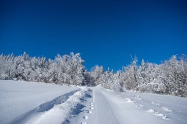 Kış ormanı manzaralı. Karpatlar 'da karlı kış ormanı yolu
