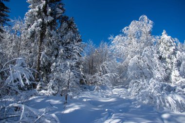 Karların altındaki ağaçlar Karpatlar 'daki kış ormanlarında