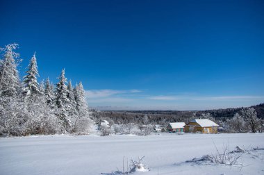 Karların altındaki ağaçlar Karpatlar 'daki kış ormanlarında
