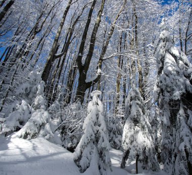 Karpatlar 'da kış ormanlarında karla kaplı ladin.