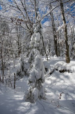 Karpatlar 'da kış ormanlarında karla kaplı ladin.