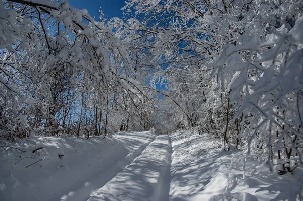 Вид Зимней Снежной Лесной Тропы Снежная Зимняя Дорога Карпатах — стоковое фото