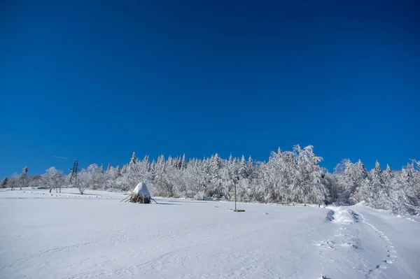 Winter Schnee Wald Trail Ansicht Verschneite Winterwaldstraße Den Karpaten — Stockfoto