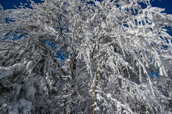 Fák Alatt Téli Erdőben Kárpátokban — Stock Fotó