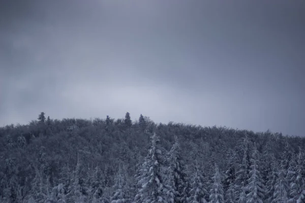 Träd Snön Vinterskogen Karpaterna — Stockfoto