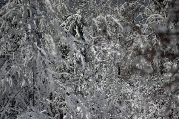 Деревья Снегом Зимнем Лесу Карпатах — стоковое фото