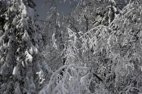 Деревья Снегом Зимнем Лесу Карпатах — стоковое фото