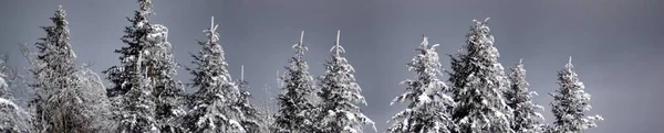 Ель Покрытая Снегом Зимнем Лесу Карпатах — стоковое фото