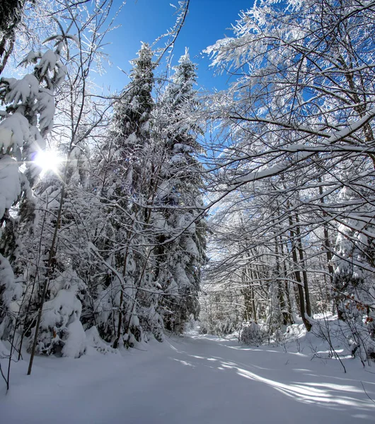 Abeto Coberto Neve Madeira Inverno Nos Cárpatos — Fotografia de Stock