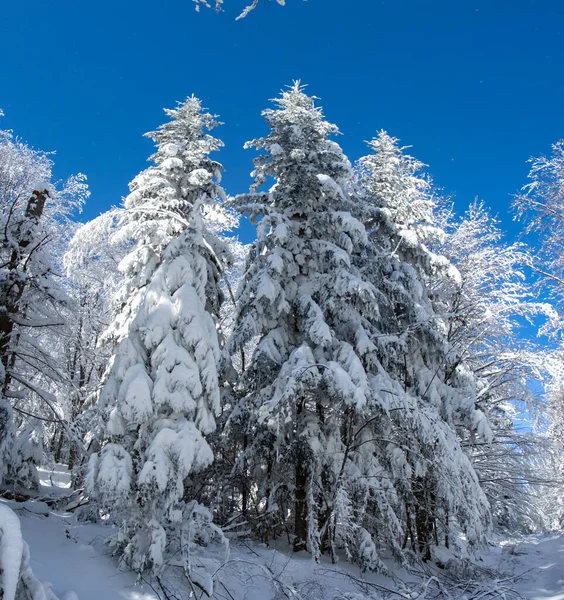 Abeto Coberto Neve Madeira Inverno Nos Cárpatos — Fotografia de Stock