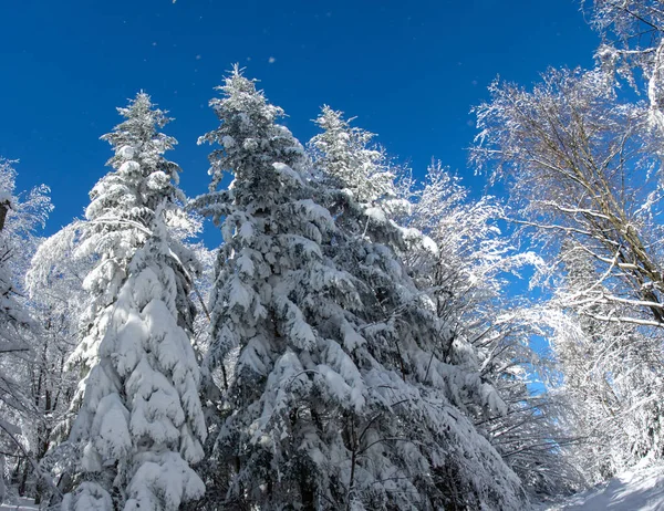 Abeto Coberto Neve Madeira Inverno Nos Cárpatos — Fotografia de Stock