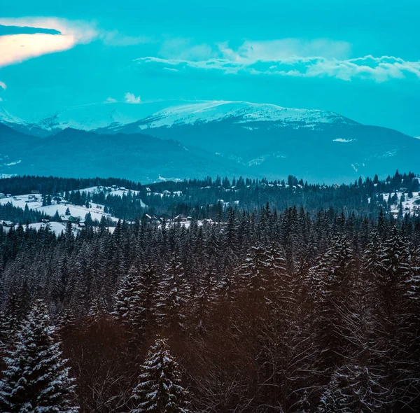 Gran Täckt Snö Vinterskogen Karpaterna — Stockfoto