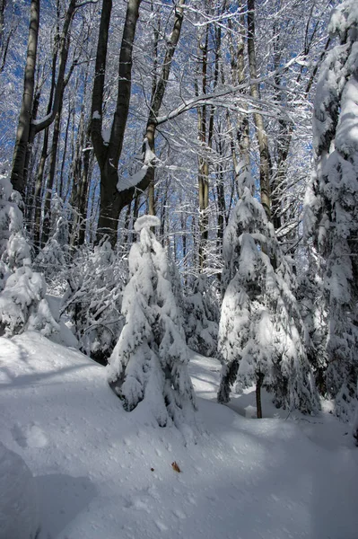 Spruce Covered Snow Winter Wood Carpathians — Stock Photo, Image