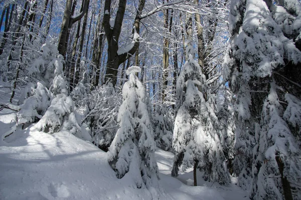 Ελάτη Καλυμμένη Χιόνι Χειμερινό Ξύλο Στα Καρπάθια — Φωτογραφία Αρχείου