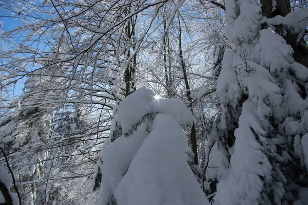 Ель Покрытая Снегом Зимнем Лесу Карпатах — стоковое фото