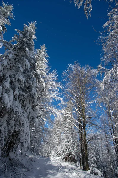 Abeto Coberto Neve Madeira Inverno Nos Cárpatos — Fotografia de Stock