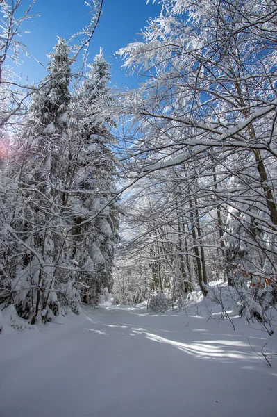 Ελάτη Καλυμμένη Χιόνι Χειμερινό Ξύλο Στα Καρπάθια — Φωτογραφία Αρχείου