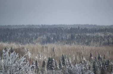 Ukrayna Karpatları 'ndaki kış ormanlarının panoraması