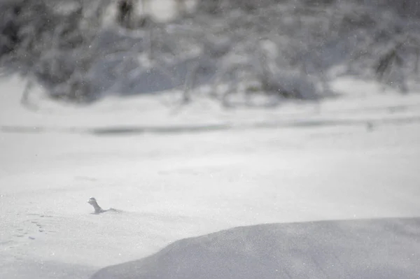 Neve Terra Caduta Fiocchi Neve Vicino — Foto Stock